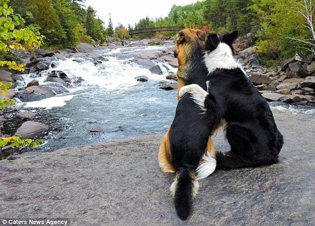 🐶