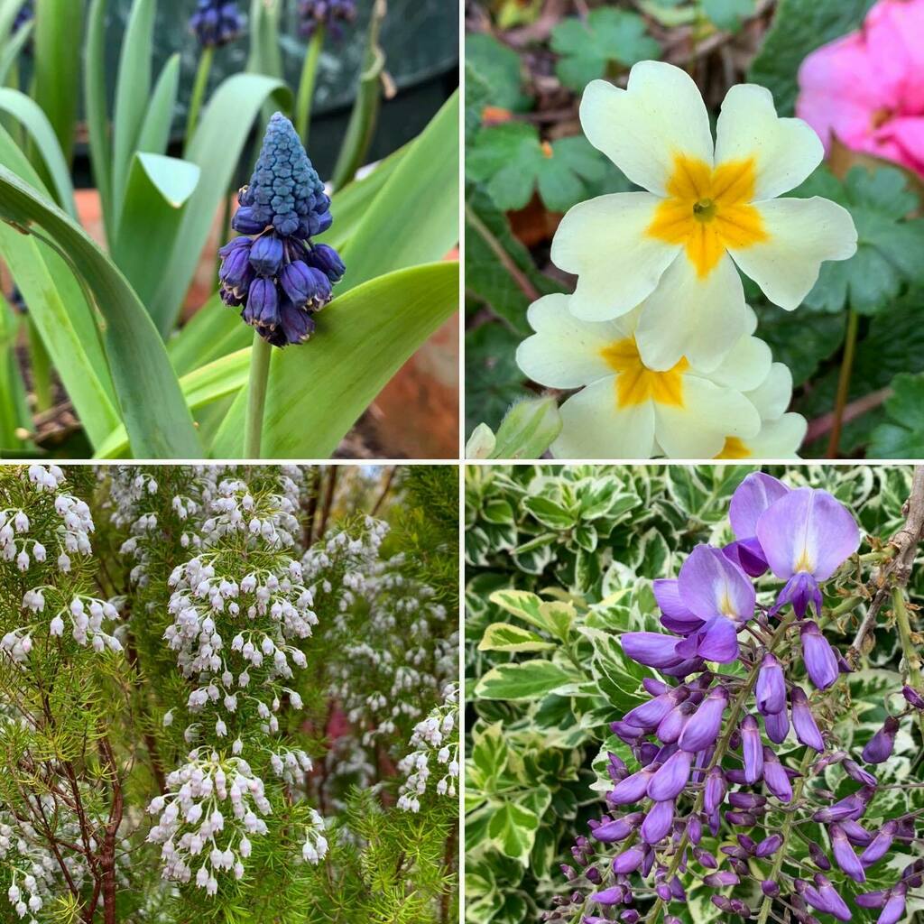 Choclette8's tweet photo. Following on from yesterday’s Easter flower montage, here’s another one from our garden to you. .
.
.
.
.
#springflowers #easterflowers #scrumptiousspring #flowersofinstagram #flowergardening #instaflowers #floweroftheday @farmersgirlcook @fabfood4all @l… https://t.co/pPQ5jsL6JJ https://t.co/zupVbynXnT