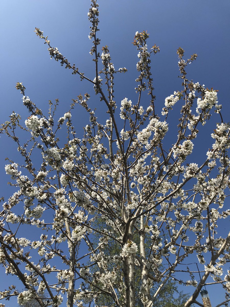 debbiedotmac's tweet photo. Sitting pretty in the garden, I love this tree #StayHomeSaveLives #garden #exerciselater #sun https://t.co/4kKrfdh6I0