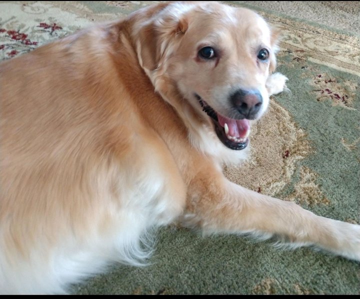 Patrick_1100's tweet image. This is my dog Abby. She passed away earlier today.
