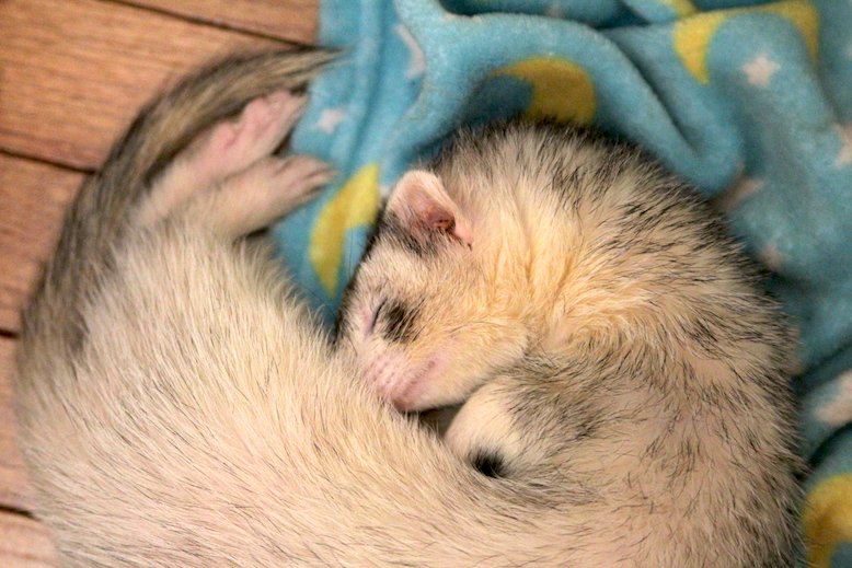 AngelCityFerret's tweet photo. Come back later, is nap time. 
——————————————— 
The Greater Los Angeles Ferret Club.
———————————————— 
#CaliforniaFerrets #ferrets https://t.co/uP0BwLiU9N