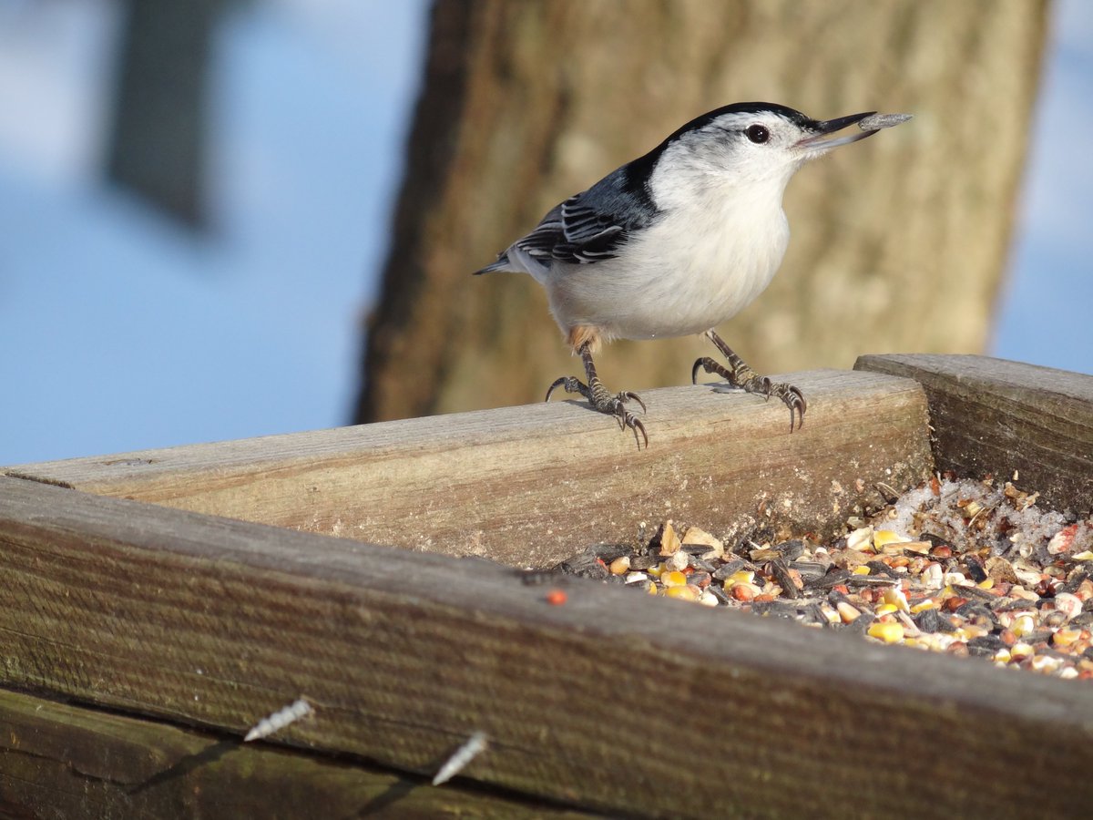 Where to begin your bird-nerd journey? All you need is a window.  #DYK there are ~11K bird species? Look to the sky for raptors and down for sparrows. Passively observing nature is a great way to reduce stress too.  White-breasted Nuthatch (Sitta carolinensis).  #NatureNerding101