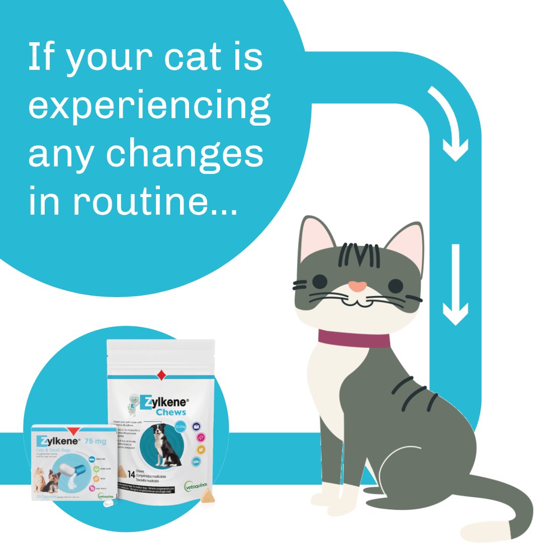 Due to the current restrictions put in place to protect us from #Covid19, the changes in routine can increase stress for #cats. 

Play behaviour is essential for reducing stress - providing an outlet for natural predatory behaviour and helping to reduce pestering behaviour!