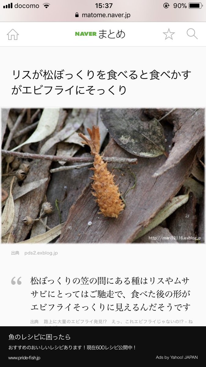 ヤマモトケンタ リスに松ぼっくりを与えるとエビフライになるらしい これはうちのリサちゃんでも試してみたいな ゚ ゚ ヤマモトケンタ リスに松ぼっくりを与えるとエビフライになるらしい これはうちのリサちゃんでも試してみたいな ゚ ゚