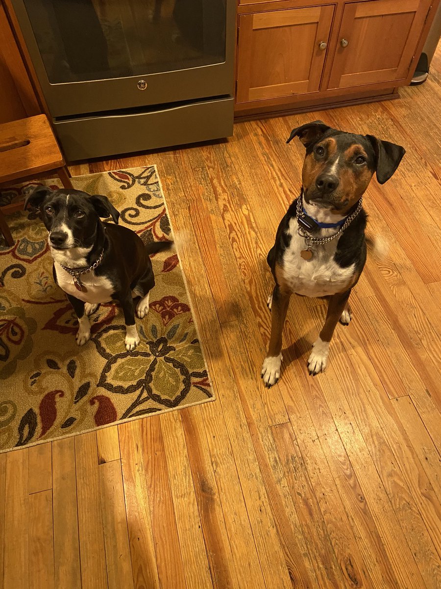 Calderfercbsd's tweet photo. Who knew a dog dish holder could double as an iPad stand to create tutorial videos for art? Making lemonade out of lemons! Sorry, pups, you’ll get your stand back when my amazon delivery gets here😆! Missing all of my artists! 🎨 👩‍🎨 @CBColdSpringES @CBDoyleElem https://t.co/IRRIdJddHz