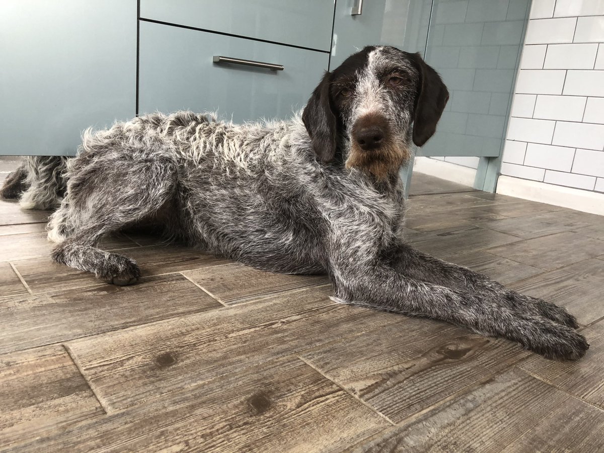 HayhurstBoo's tweet photo. Kitchen helper #MeetBoo #helping #triphazard #alwaysthere #cooking #mondaymotivation #kitchen #prettygirl #pointerproblems #dogs #dogsofinstagram #bankholiday #dogslife #cute https://t.co/cdKe67lvmx