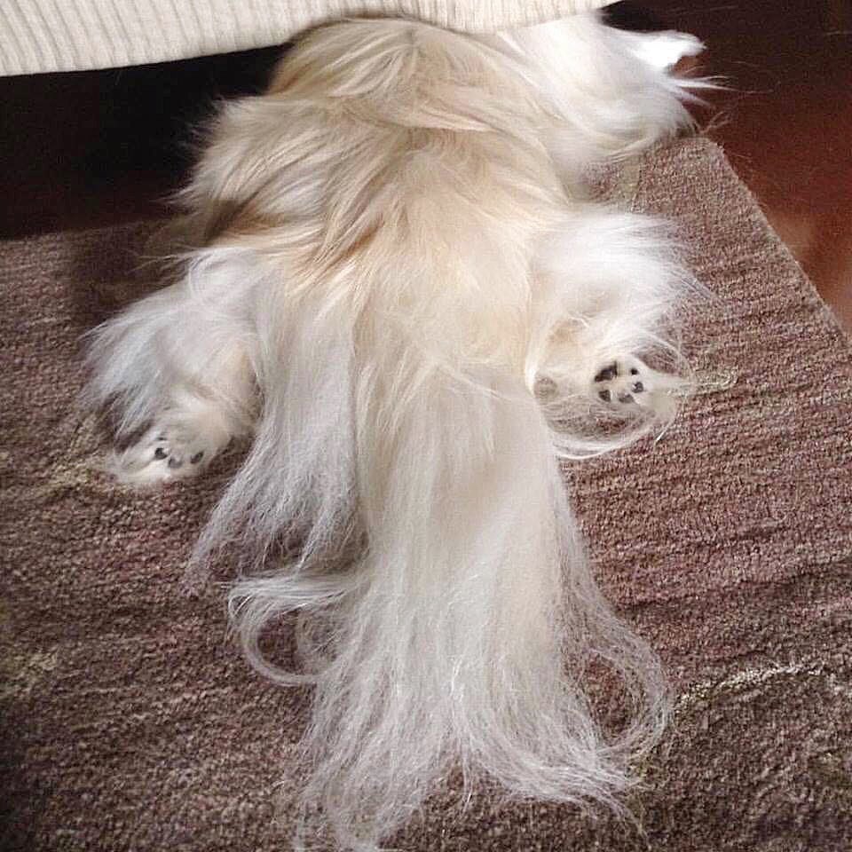 LilCaliGurl's tweet photo. I fink I need sum soshal distance~n frum ya. 
What happened to #homealone #personalspace 
Day 11 #StayAtHomeOrder #DontRRoamStayHome

#caligurl  #selfquarantine #COVID19 #stayathome⁠ ⁠ #socialdistancing  #quarantinelife #quarantine   #mondaymood #notsomotivatedmonday #fuzzybutt https://t.co/WDAiCDorww