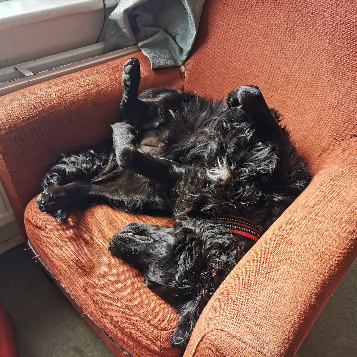MillyDog06's tweet photo. Bank Holiday, Lockdown vibes 🥰 #letsleepingdogslie https://t.co/m92lJnI0CU