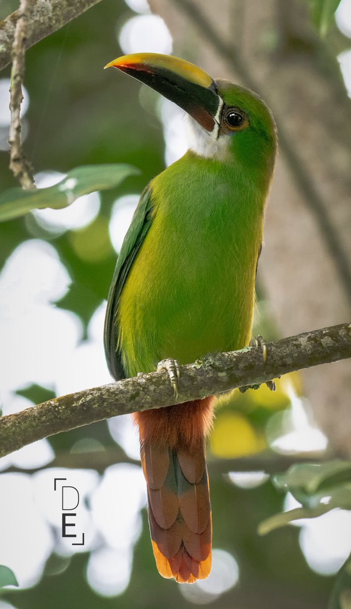 diegoetorres's tweet photo. En Colombia tenemos 21 especies de tucanes ... Blackjack de tucanes ... https://t.co/BpiitQTDIp