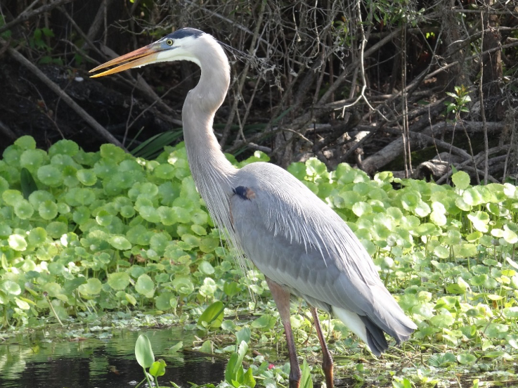 Now, how to identify a bird. It’s all about using your observations and location to narrow down the range of possibilities; pinpoint specific characters; and make an ID. Noting that a waterbird is NOT a duck is great start! Great Blue Heron (Ardea herodias)  #NatureNerding101