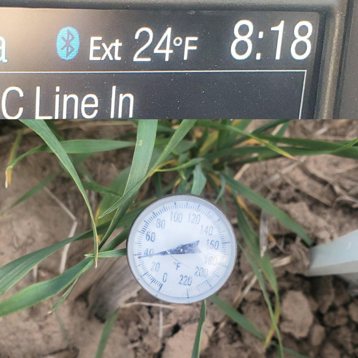 CammieVaupel's tweet photo. Air temp from pickup vs ground temp in wheat at 2 inches near Radium KS. What's everyone else finding? #groundtemp #latefreeze #wheat #kansas #croptalk #agronomist https://t.co/ITuf29nEcU