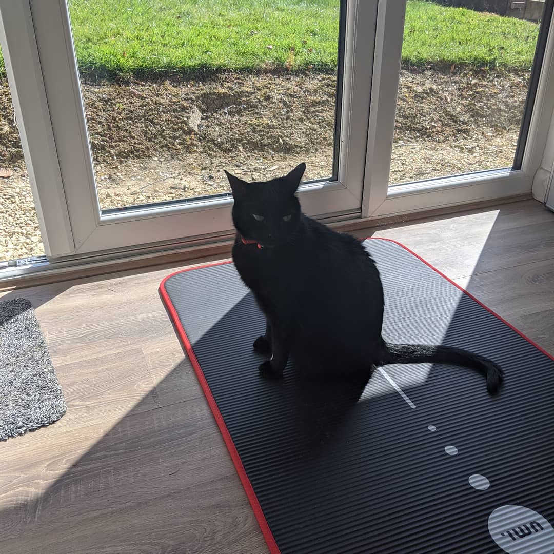 recramred's tweet photo. This is so me before and after my exercise today. #lockdownexercise #blackcat #legshavegone https://t.co/ZODcCdx5fa