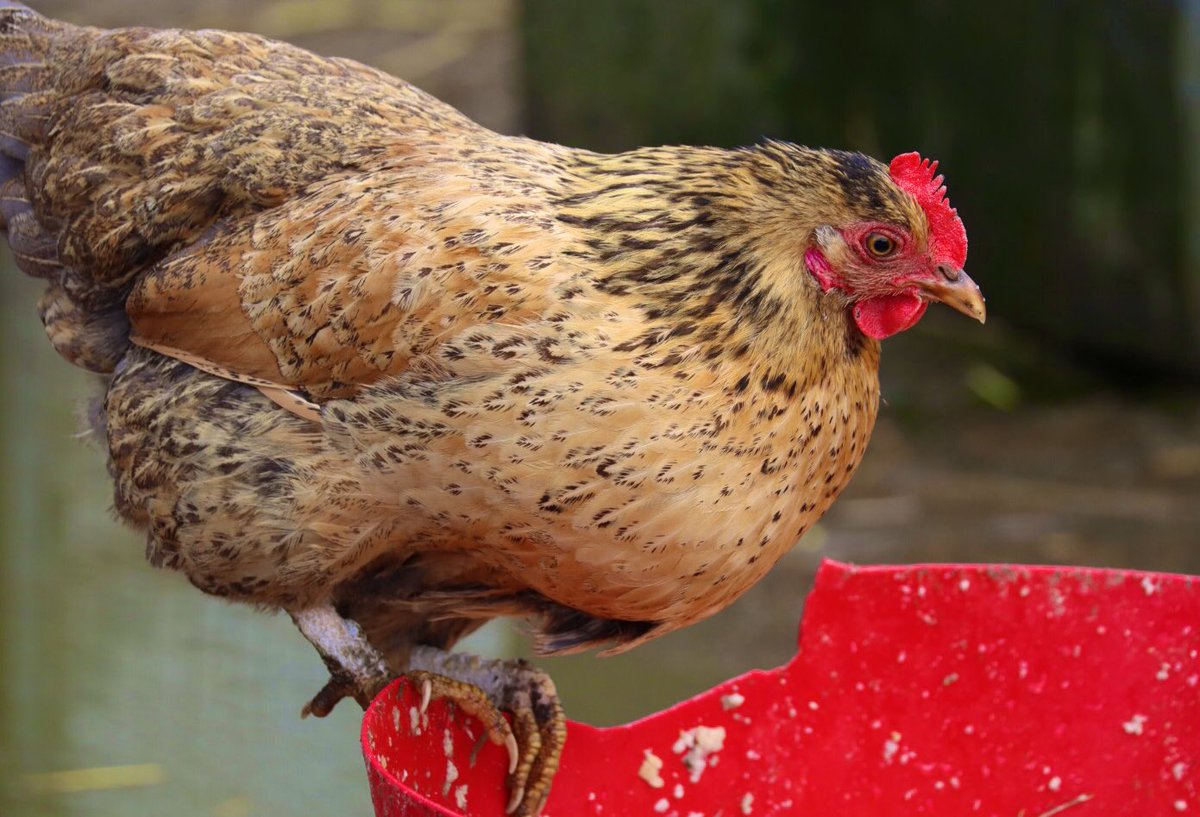Farmily_buckets's tweet photo. When it’s Easter weekend and you’ve eaten lots of chocolate, but you can’t help having some more.
#caenhillcc #chicken #hen #farmbirds #prettychicken #easter #eastertreats #animaltreats #feedingtime #feedingthechickens https://t.co/ZwK4d87RzJ