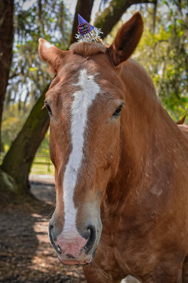Happy Birthday Jordan! #oldsouthcarriagecompany #birthdayboy #horse