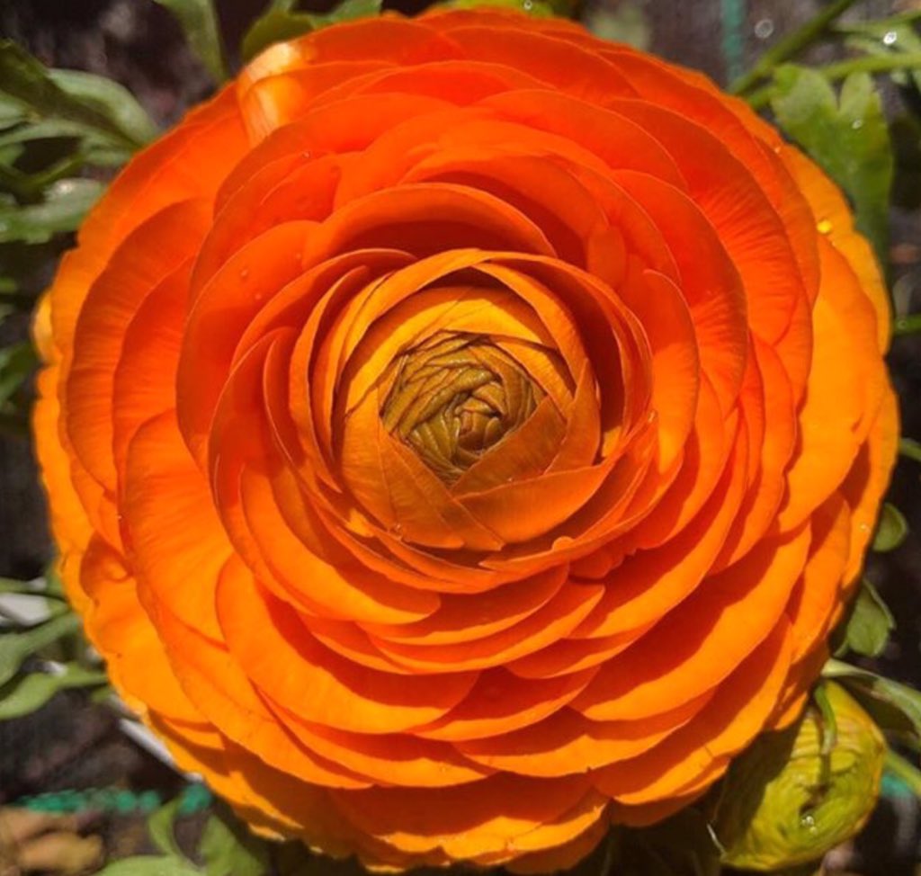 Westerham Heights Garden Centre (@westerhamh) on Twitter photo 
