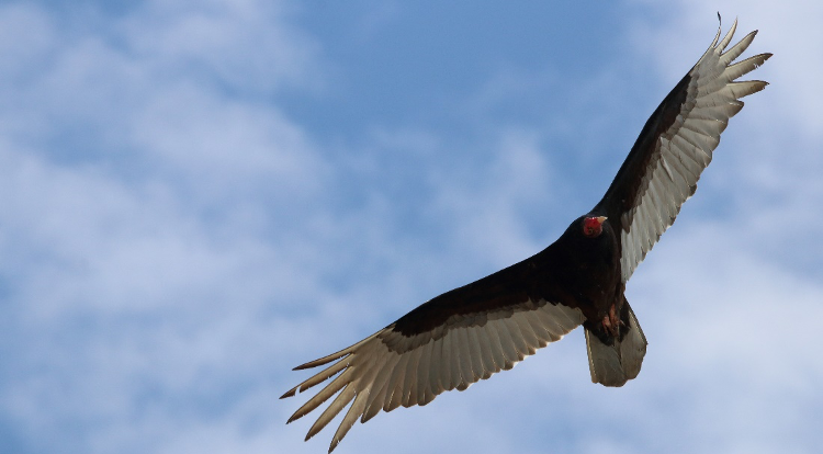 Bonus: if you see a bird soaring in the sky, it is most likely a hawk or a vulture.  #NatureNerding101Left  Turkey Vulture (Cathartes aura)Right  Red-tailed Hawk (Buteo jamaciensis)