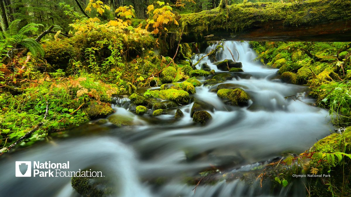 NationalParkFdn's tweet photo. Do you catch yourself wishing you were in a national park? Us too.

Use these backgrounds on your @zoom_us calls until you can get back into parks in person!

Download here: https://t.co/0wO21RtOIm

#FindYourPark #EncuentraTuParque https://t.co/0kBsLgXh0Y