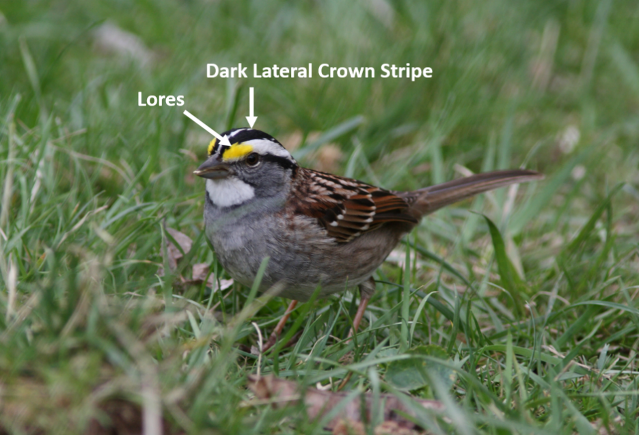 When birds are brightly colored, try to at least remember its most striking color. Pay attention to conspicuous color patches on its back or head, like the black stripes and yellow lores on this White-throated sparrow (Zonotrichia albicolis).  #NatureNerding101