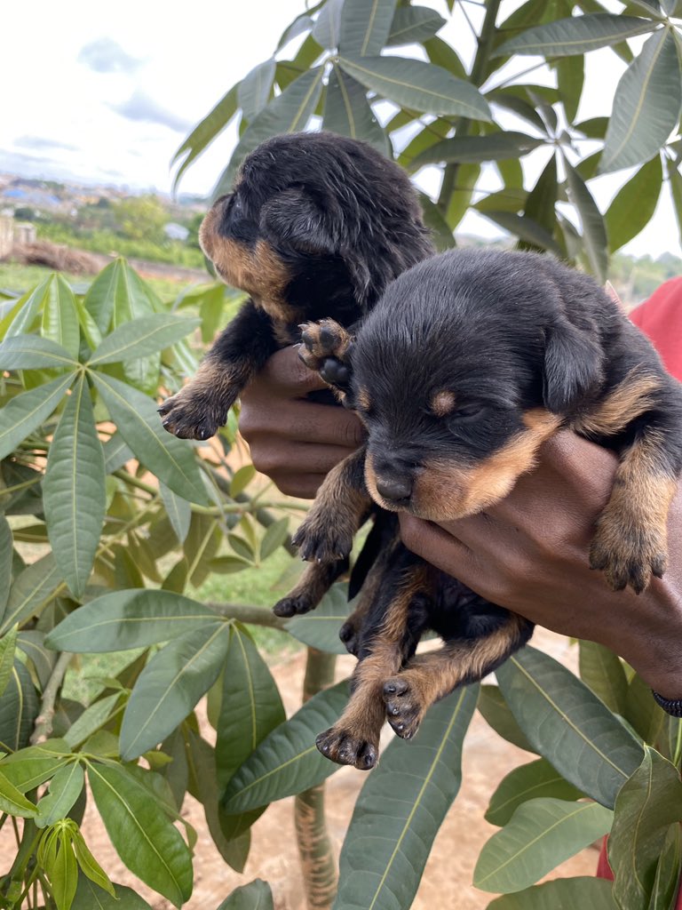 OladotunOlaniyi's tweet photo. #HausOfChampsRottweilers. Wev got u covered with this dope and solid male Rottweilers. Way billing is not a problem at this time of lockdown, GIG logistics will help out. Order now!!! #2wks old in pictures https://t.co/BLcodH8T2U
