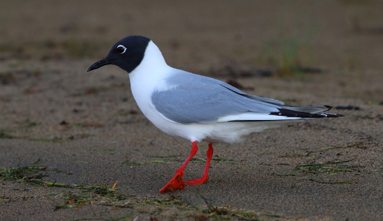 Next, take some mental notes on the bird’s characteristics:Overall color and patternBill shape, color, and sizeLeg colorTail length and shape: Bonaparte's gull (Chroicocephalus philadelphia)