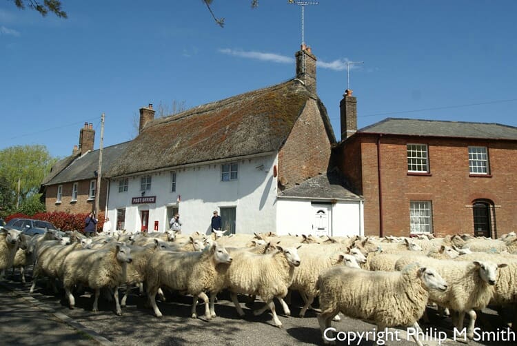 PhilipS38187758's tweet photo. Fun in the village today. They would have been welcome to stop for a bite - I'm the postmaster - I always have bread and cheese, and a decent pint! But they haven't quite got the idea of social distancing !!
#EasterMonday #StayHomeSaveLives #StayHomeStaySafe
#sheeponthemove https://t.co/S5G4Ba8djd