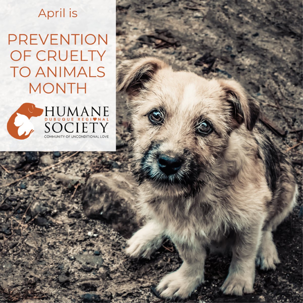 Pet Adoption Dubuque Iowa / Homepage Dubuque Regional Humane Society