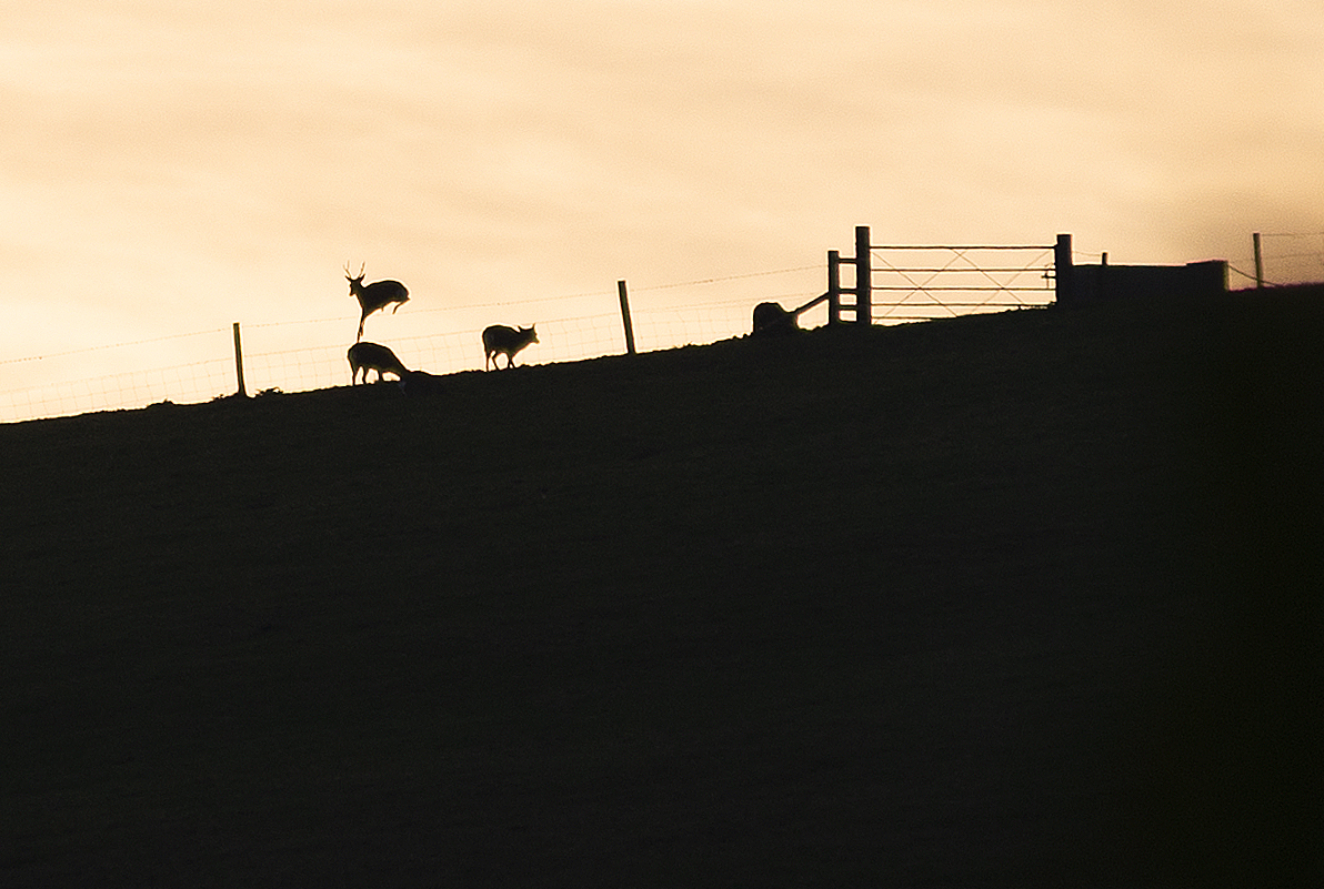 Who needs a deer-leap, we just jump over the barbed wire! Roe deer near Portesham last night (sun)