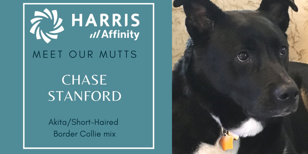 HarrisAffinity's tweet photo. Meet Chase, who keeps senior consultant Vann company while she works from her home in Indiana #MeetOurMutts #WorkFromHome #HarrisAffinity https://t.co/owbPmSlfkM