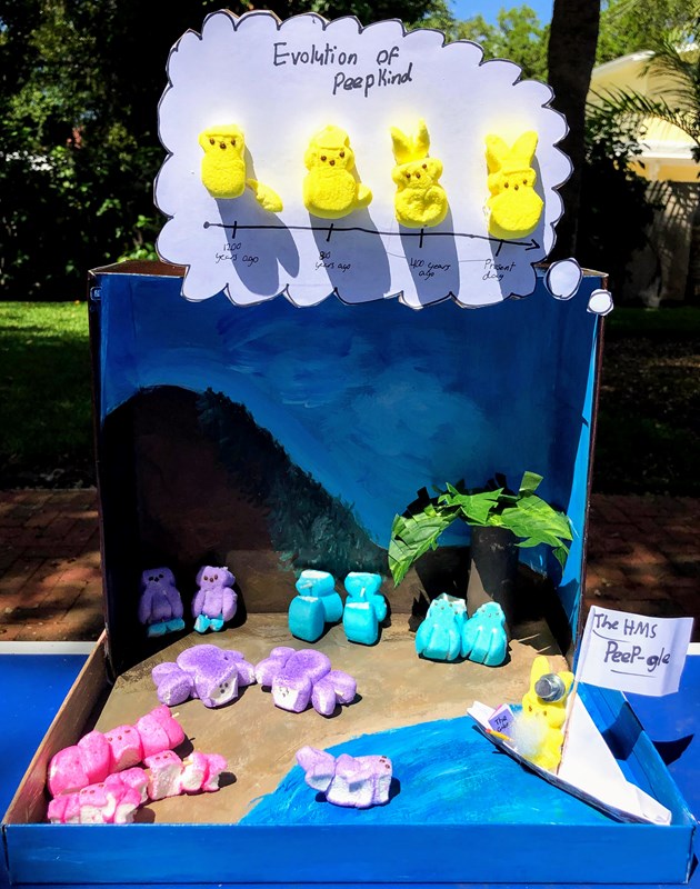 Best Science History | Evolution of Peepkind, which includes Peeps crabs, Darwin himself aboard the HMS-Peep-gle, and blue-footed booby-Peeps, from 10-yo Ari and 12-yo Phoebe  #PeepYourScience