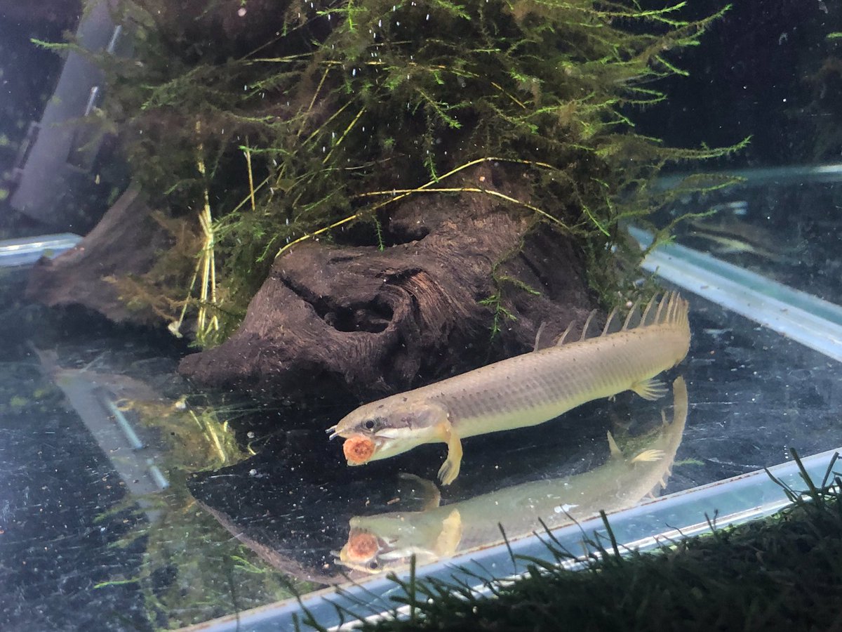 27 今日もうちのたい焼きちゃんはかわいいです 好き ポリプテルスセネガルス 古代魚 肉食魚 魚 かわいい うちの子が世界一可愛い 27 今日もうちのたい焼きちゃんはかわいいです 好き ポリプテルスセネガルス 古代魚 肉食魚 魚 かわいい うちの子が世界一可愛い