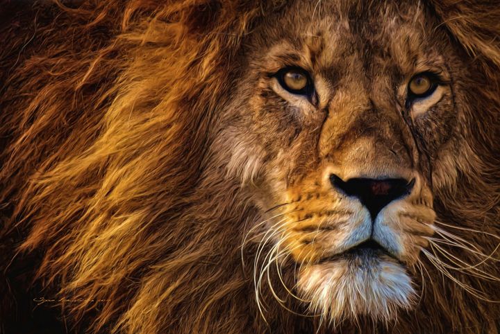 Featured Art of the Day: "Animals - Lion - I see you". Buy it at: ArtPal.com/sipo?i=115906-…