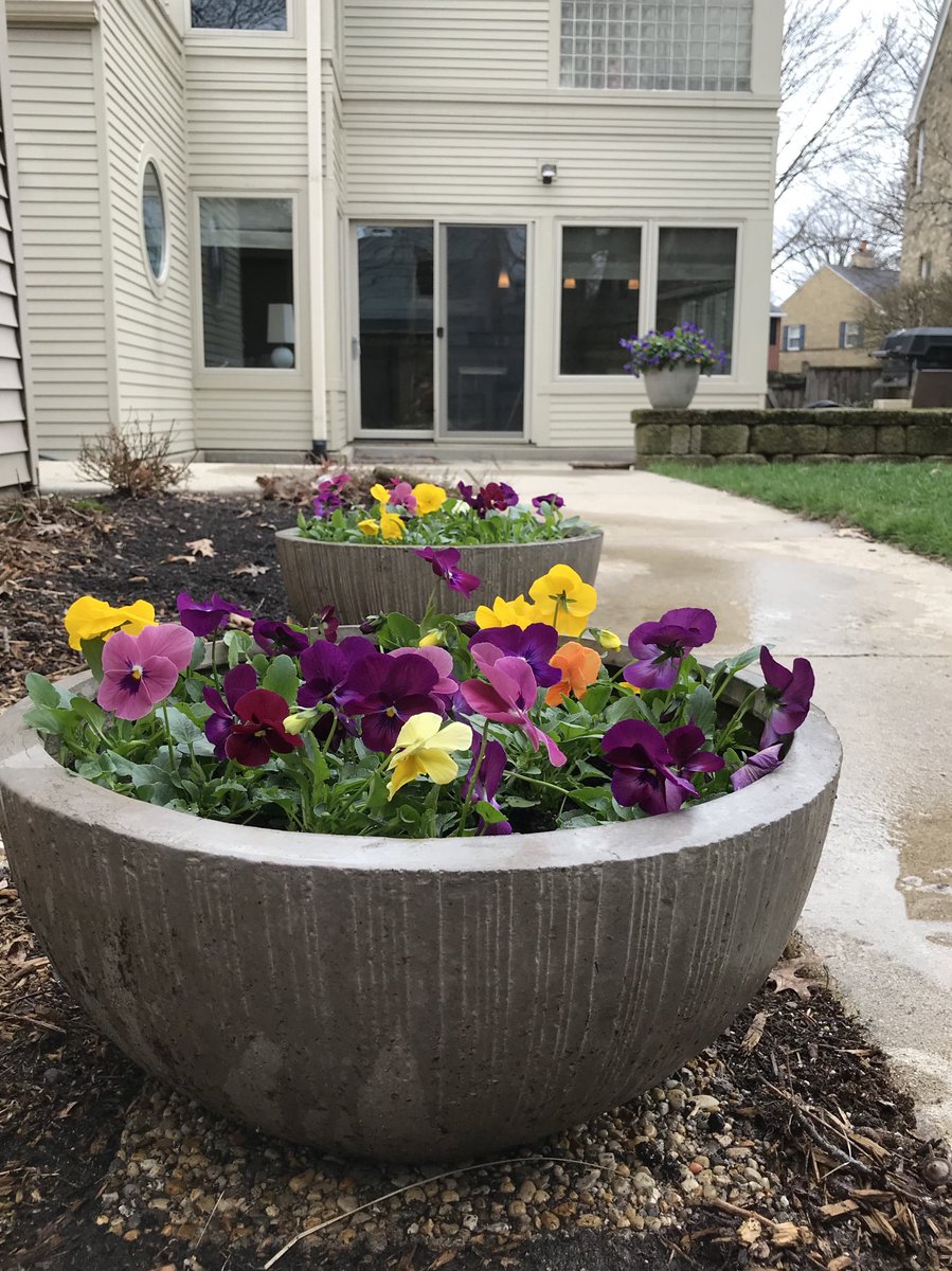 DavidDHaynes's tweet image. Happy Spring! A little splash of colour for the backyard. #FeelsLikeWinter #SpringStateOfMind