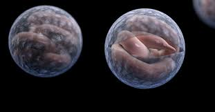 CDC_AMD's tweet photo. #AMDClips: #Nebraska uses #CryptoNet to track the spread of #Cryptosporidium, a parasite that can cause prolonged watery diarrhea. Using DNA fingerprinting, public health officials identify species and subtypes. https://t.co/XZfrZMlCZS https://t.co/J4UZtKUJb6