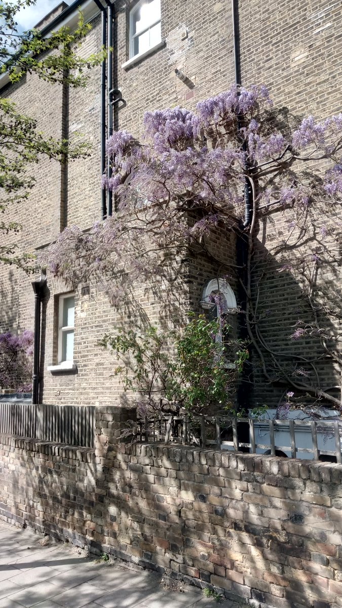 LinlathenAndrew's tweet photo. @PeopleOfUK @Amanda_Vickery @DrJaninaRamirez
#HourOut #WisteriaWatch https://t.co/nTJwW7GLFE