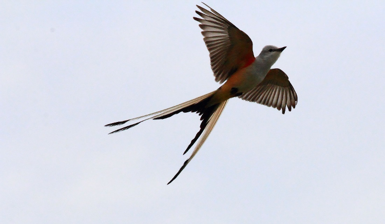  Scissor-tailed flycatcher (Tyrannus forficatus).