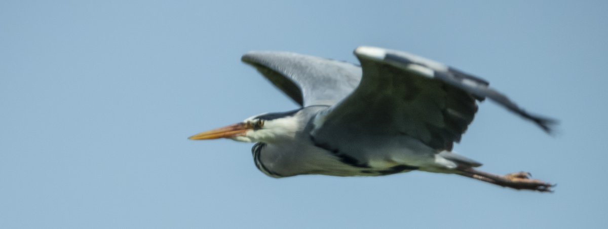 TedDavisHanwell's tweet photo. Heron, cruising over #WarrenFarm  3 days ago. #ProtectWarrenFarm  @HanwellNature  https://t.co/0nL8XqyXh7 https://t.co/sMwS2Mtq4t