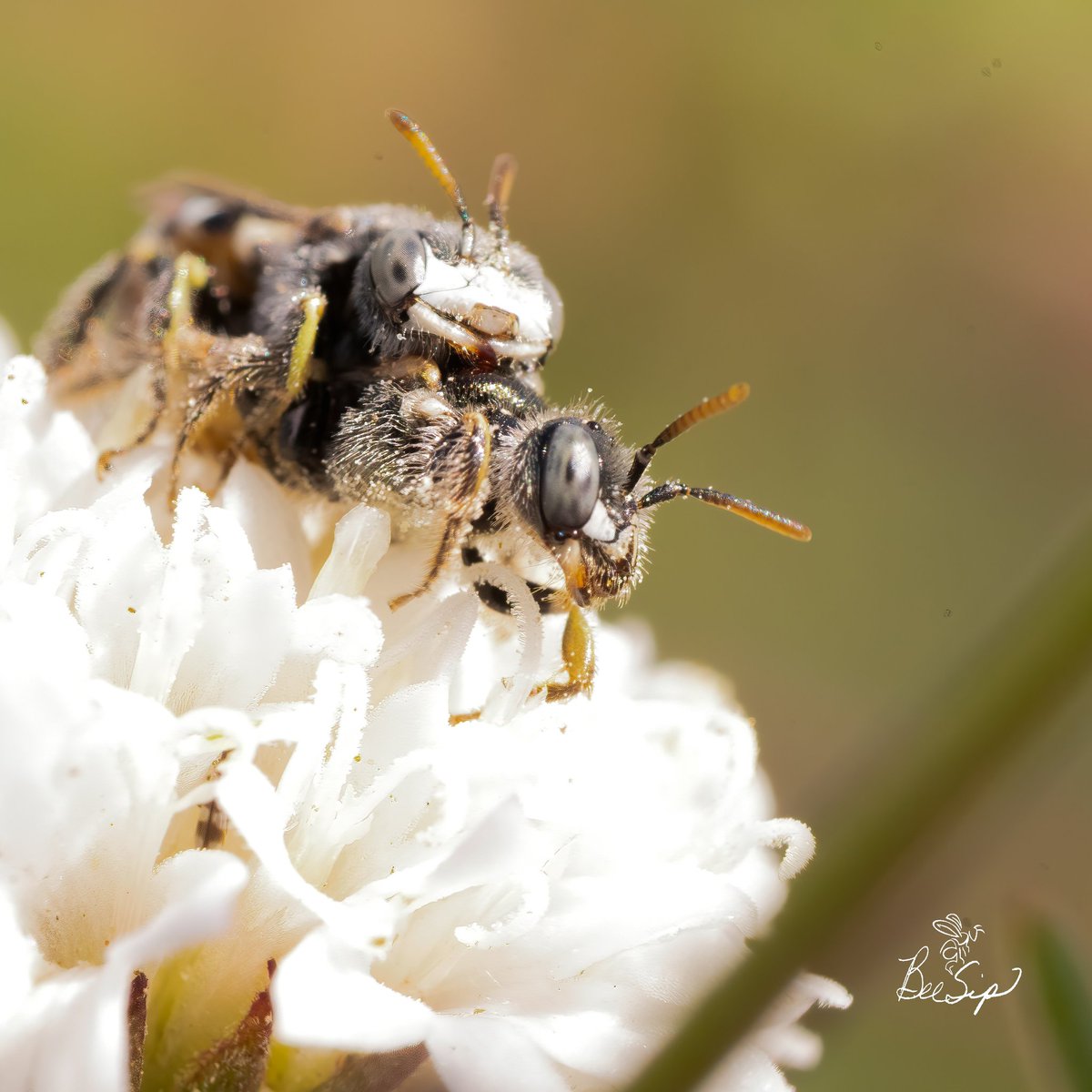 BeeSipOnline's tweet photo. Two Calliopsis sp. spotted yesterday in The Mojave Desert on Desert Pincushion with @Visit_Cal_City

#beesip #SaveTheBees #desertpincushion #flowers #insects #macrophotography #nikon #calliopsis #nativebees #nativebee #themojavedesert #Desert #bees #bee #mondaythoughts #flower https://t.co/bSaDrV96kn