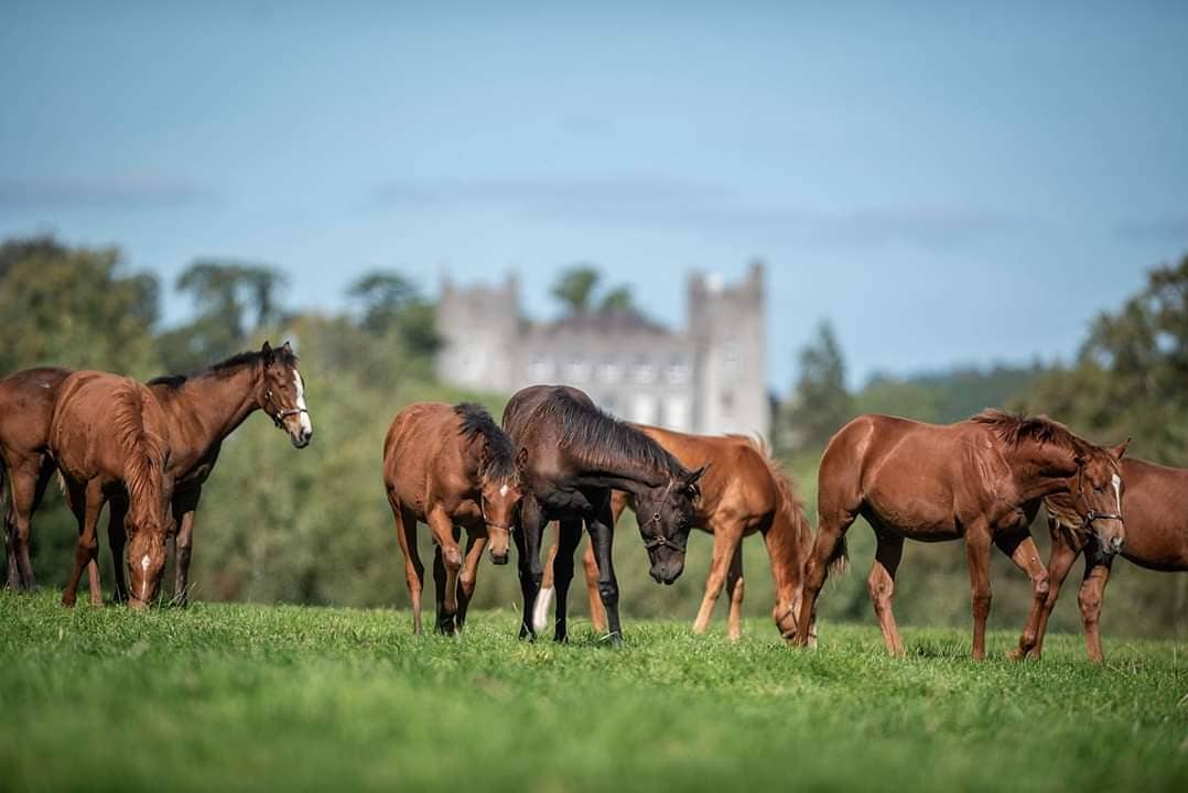 WatershipStud's tweet photo. Beautiful Spring sunshine over the Easter weekend was thoroughly enjoyed by the yearlings! π£ #BankHolidayBasking #BornRaisedandGrazed https://t.co/SZ8sK6LcyS