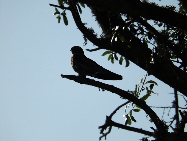 In time you’ll be able to assess something birders call ‘gestalt:' the overall shape, posture, and proportions of a bird. Learning the gestalt of different species can help you to quickly identify common birds. Even in silhouette!  Common Nighthawk (Chordeiles minor)