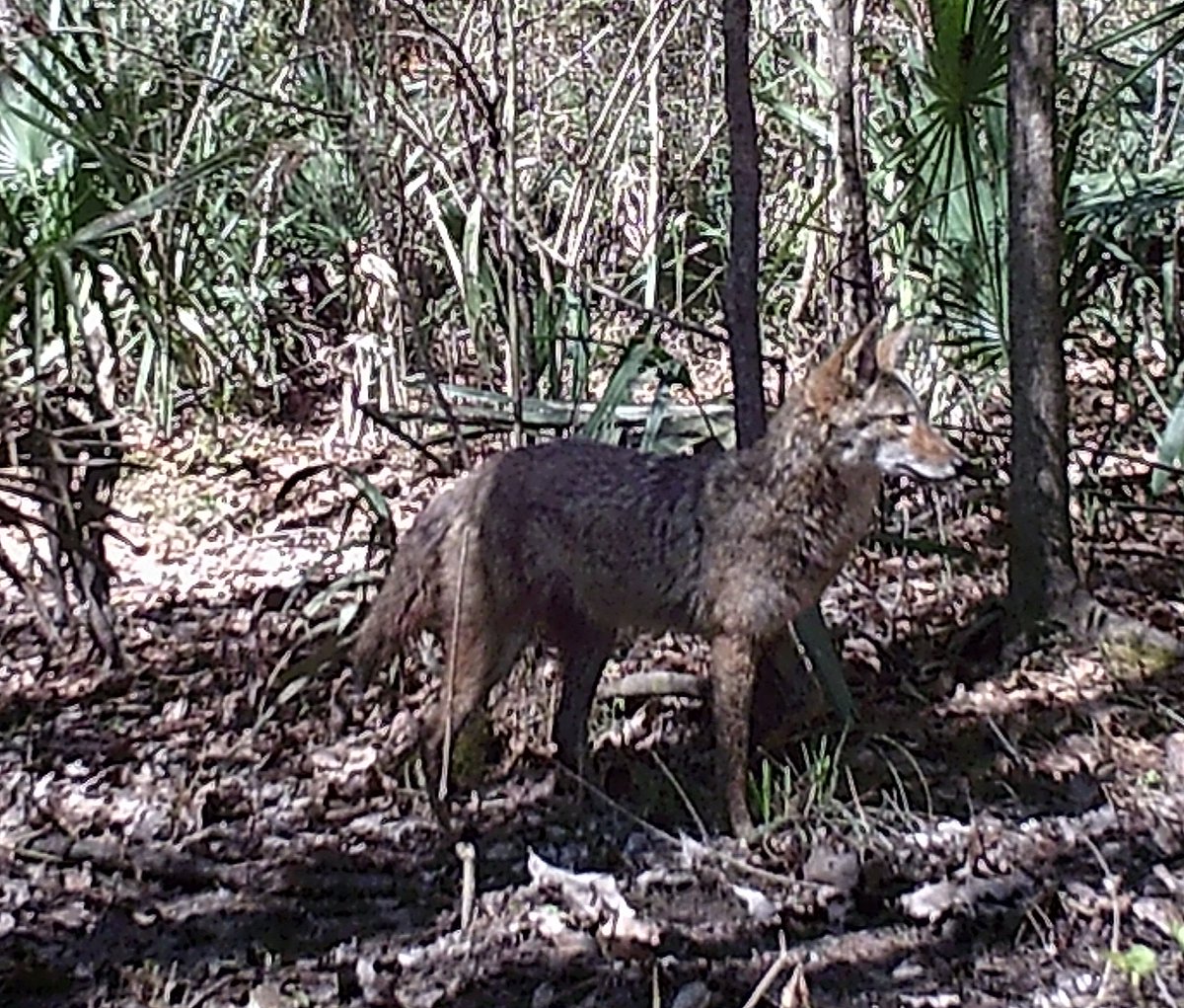 rgathright's tweet image. #Coyote on the prowl appears at another camera about 150 yards down the trail.

Looking for small game, the predator is adapted to forest with a fur coat that camouflages him into the surrounding trees.

DATE:2/27/2020 12:35 PM
SOURCE: WOSODA 16MP

#wildlife #predatorcontrol