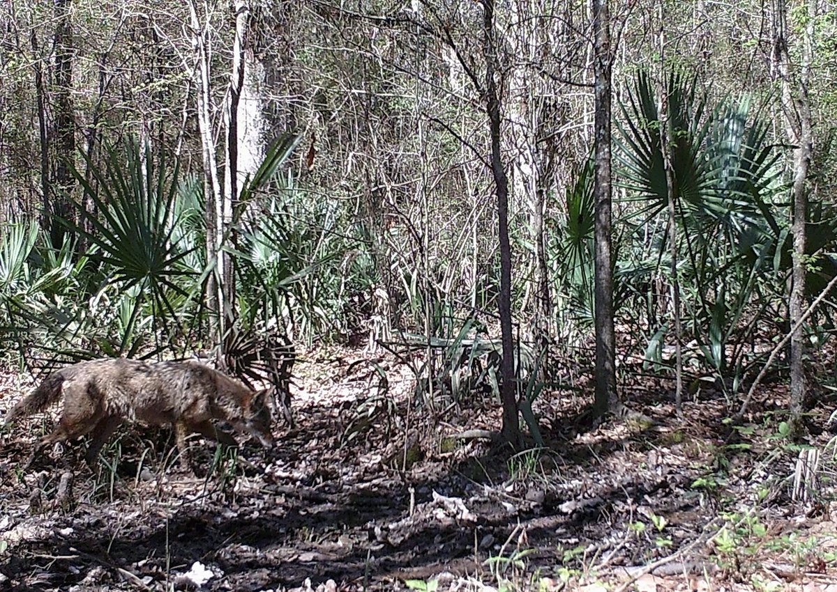 rgathright's tweet image. #Coyote on the prowl appears at another camera about 150 yards down the trail.

Looking for small game, the predator is adapted to forest with a fur coat that camouflages him into the surrounding trees.

DATE:2/27/2020 12:35 PM
SOURCE: WOSODA 16MP

#wildlife #predatorcontrol