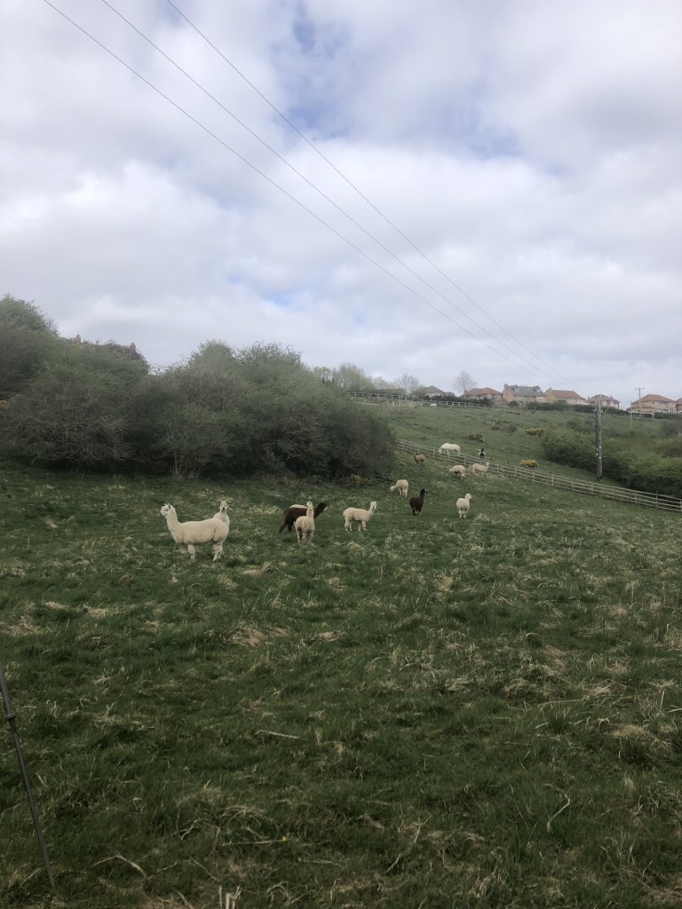 JbmJanet's tweet photo. Down by the River Leven today #StayHomeSaveLives #MentalhealthduringCovid19 https://t.co/CWjwU1RD4k