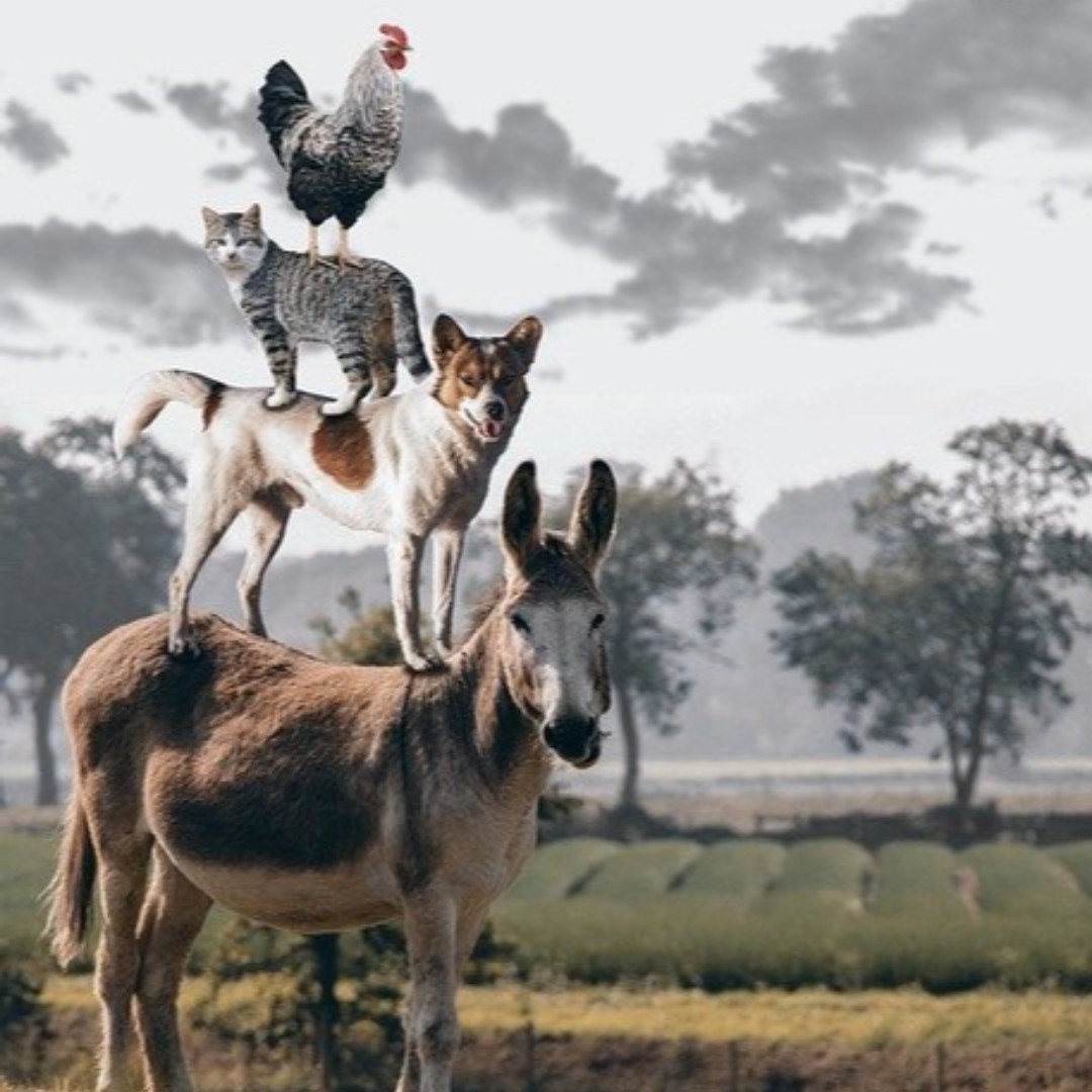 ToMarket | Focus on Food tweet media