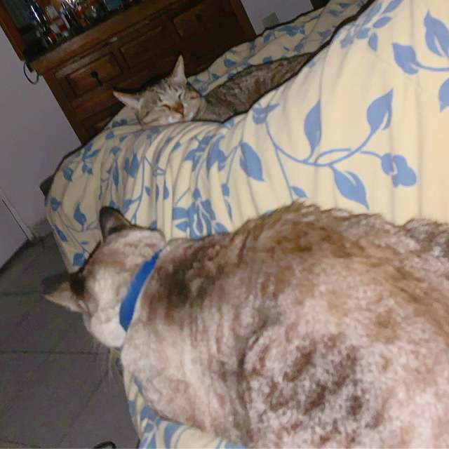 jashmala's tweet photo. Cáncer en tiempos de Covid-19
Ha pasado mucho tiempo desde la última entrada, y por lo tanto han pasado muchas cosas. https://t.co/kjWDP2GVUZ https://t.co/5Sne86Y4k0