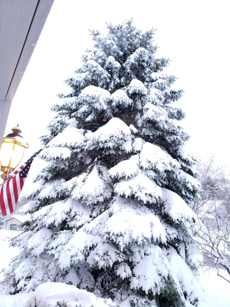 Sarahlhoppe's tweet image. This is a huge blue spruce in my front yard. If you look closely, you can see two faces peeking out. They continued upward from there. Yes, I freaked out. #mnspring #coronapocolypse #stircrazykids