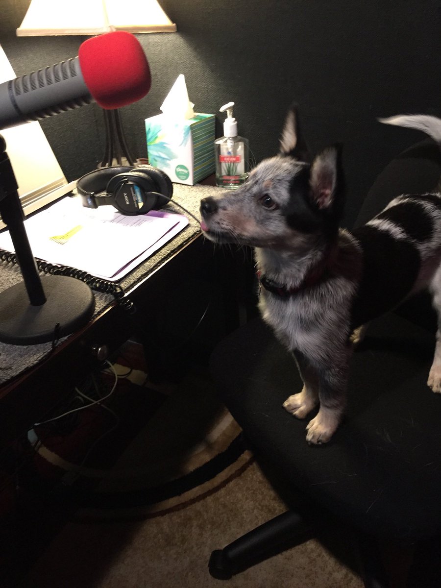 WorldlyVoices's tweet photo. Never give up your dreams! This pup has high hopes of barking into the mic someday 🐶🎧🎤 #worldlyvoices #recordingstudio #voiceover #voiceovers #voiceactor #studiopet #studiodogs #studiopup https://t.co/jFLqUDpMPR