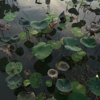 zunyiqa's tweet photo. lotus pier https://t.co/eI4mpzrQA6