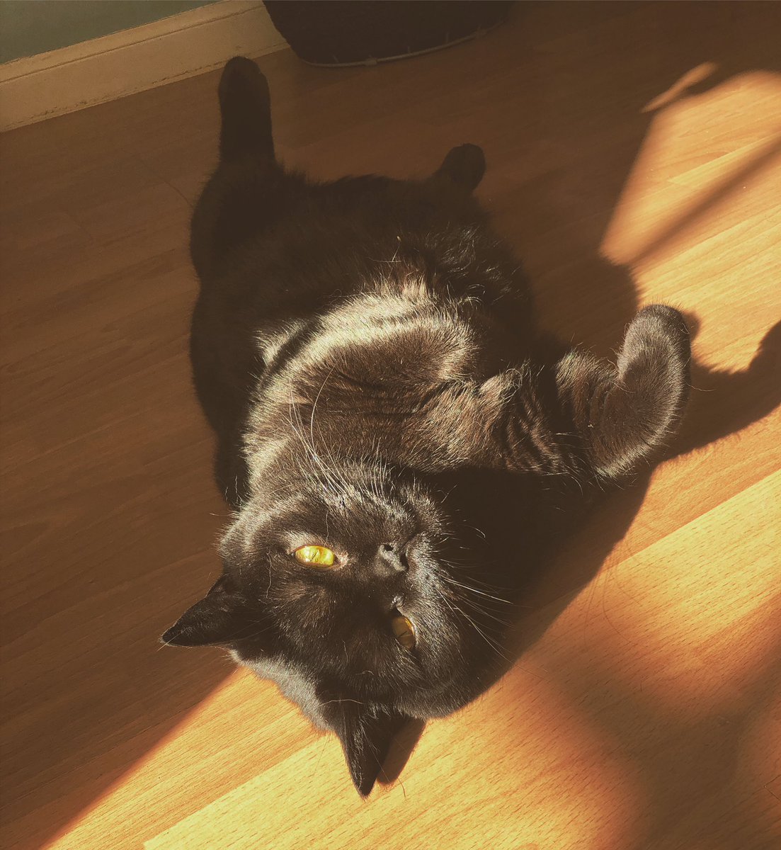 maisondemoggy's tweet photo. Coco here all excited about the weather - perfect for roasting oneself on the windowsill. You can totally sunbathe in your house. #totaly #stayathome https://t.co/OEnuEAGWlo