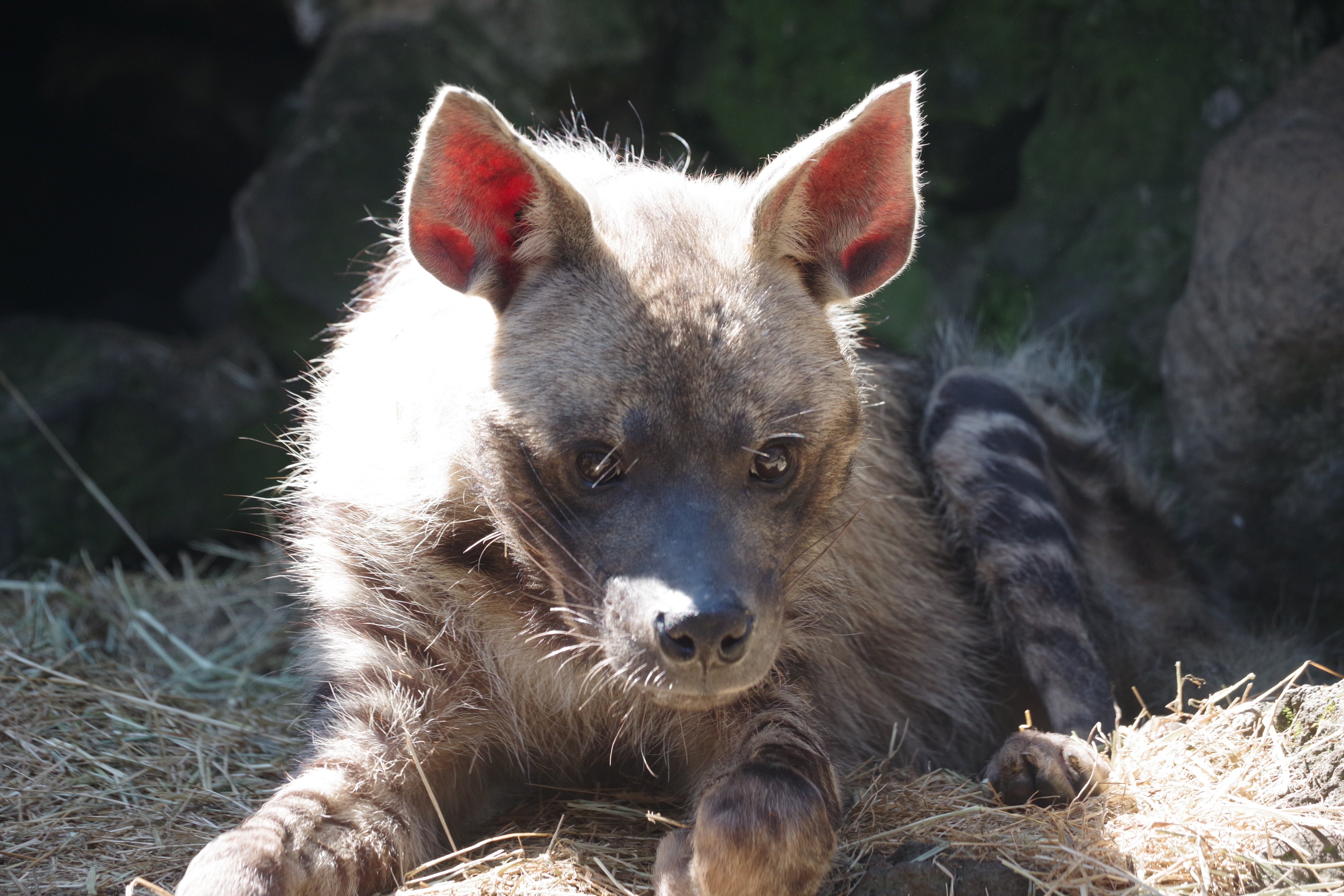 Zooライダー 4種類いるハイエナ科のうち ブチハイエナとカッショクハイエナ アードウルフはアフリカのみに生息 インドにもいるのはシマハイエナだけ そんなわけで1902年に上野にやってきたのはおそらくシマハイエナ と推察します この結論には割と自身