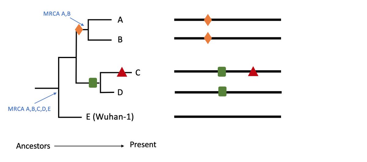 The data underlying trees are the nucleotide changes (mutations - here coloured shapes) identified across the ~30,000 length sequence alignment.Eg. here closely related A & B share the same orange diamond change (mutation) not seen in C, D or E. 4/11